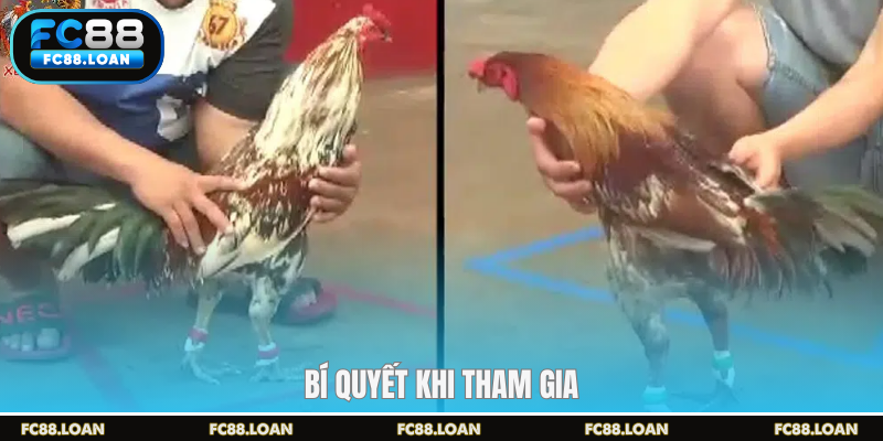 Bí quyết khi tham gia cược tại trường gà campuchia