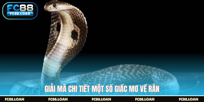 Giải mã chi tiết một số giấc mơ về rắn