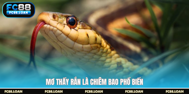 Mơ thấy rắn là chiêm bao phổ biến