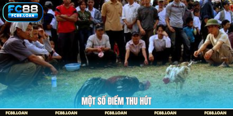 Một số điểm thu hút tại trường gà campuchia