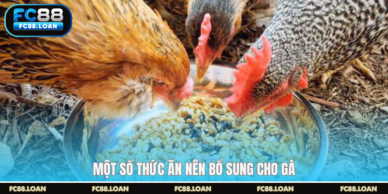 Một số thức ăn nên bổ sung cho gà