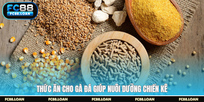 Thức ăn cho gà đá giúp nuôi dưỡng chiến kê