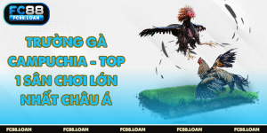 Trường Gà campuchia gây cấn kịch tính với nhiều trận đấu mỗi ngày