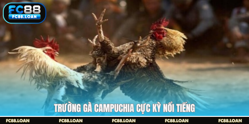 Trường gà Campuchia cực kỳ nổi tiếng