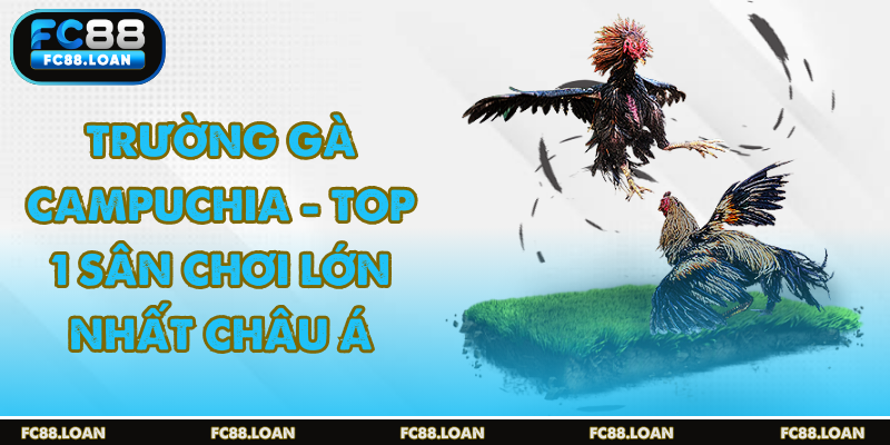 Trường Gà campuchia gây cấn kịch tính với nhiều trận đấu mỗi ngày