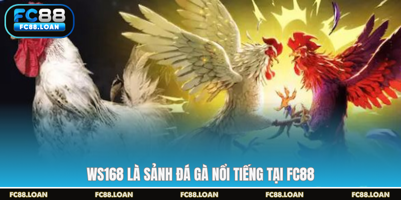 WS168 là sảnh đá gà nổi tiếng tại FC88